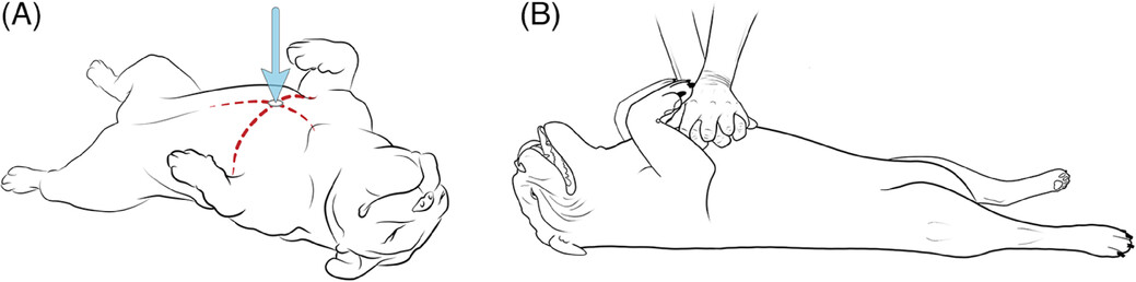 RECOVER Initiative CPR for wide-chested dogs Shows 2 Vector images of a small french bulldog receiving CPR compressions