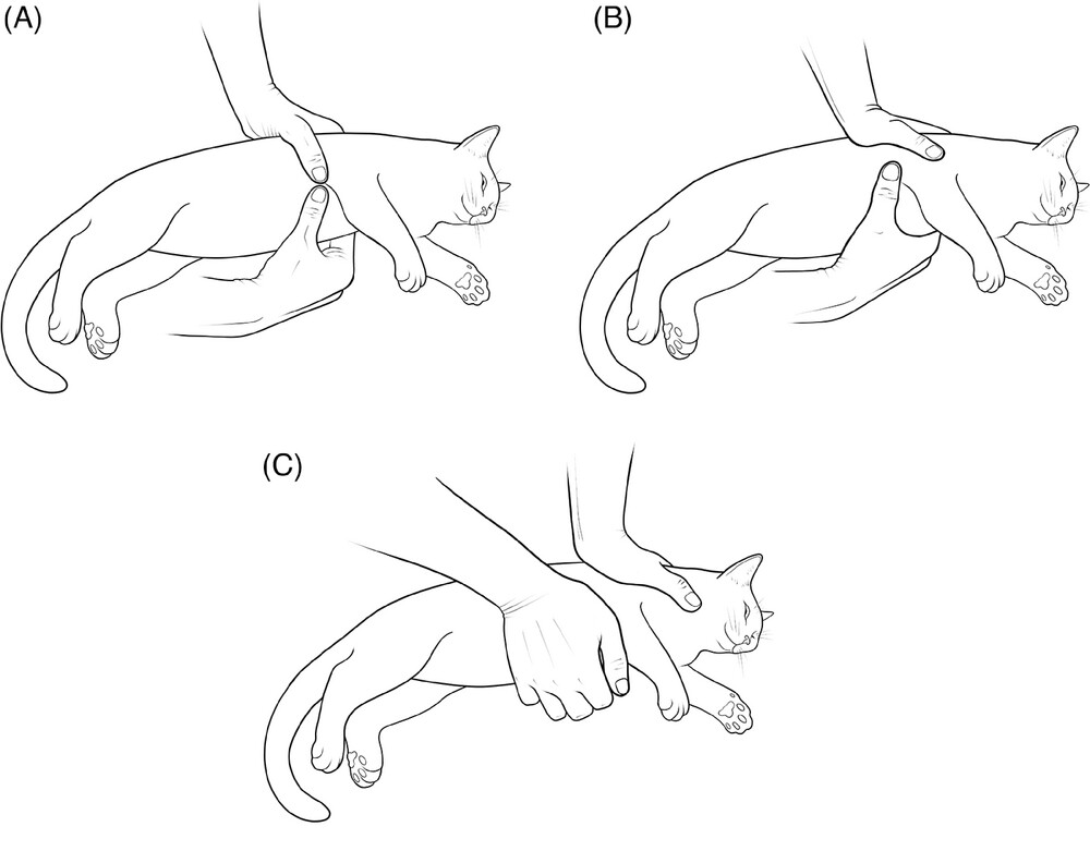 RECOVER Initiative CPR for cats and small dogs Shows 3 vector images of a cat receiving CPR compressions
